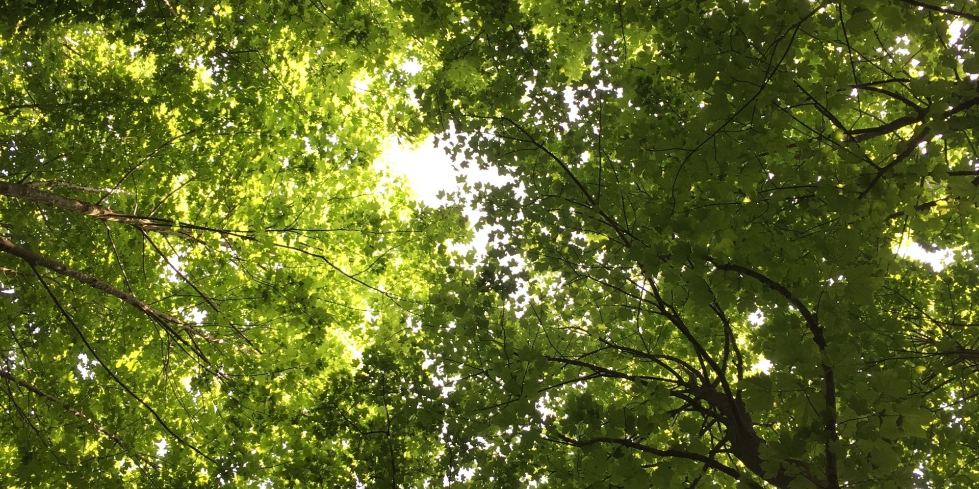 A Glimpse Inside Alver Valley Schools’ Forest School - Alver Valley Schools