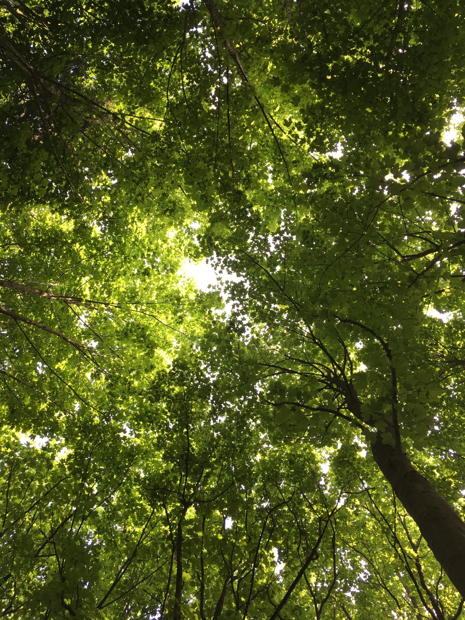 A Glimpse Inside Alver Valley Schools’ Forest School - Alver Valley Schools